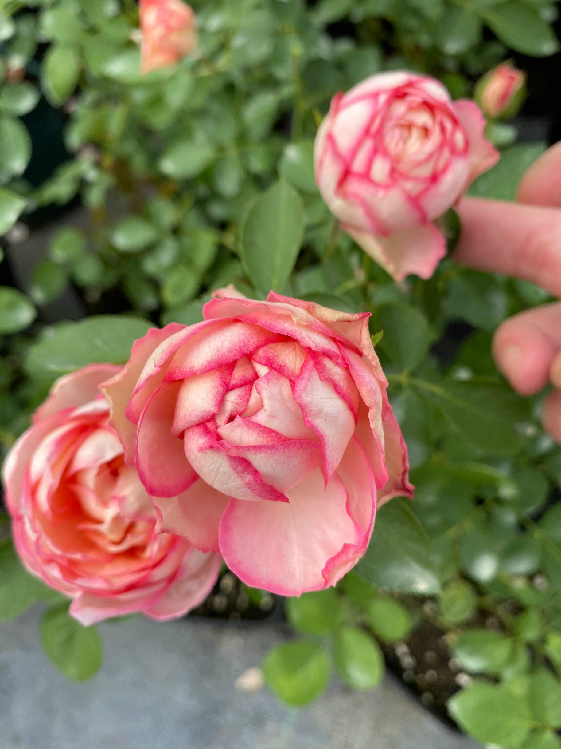 铃兰家伊芙古典香水新品包子切花浓香月季推荐月季