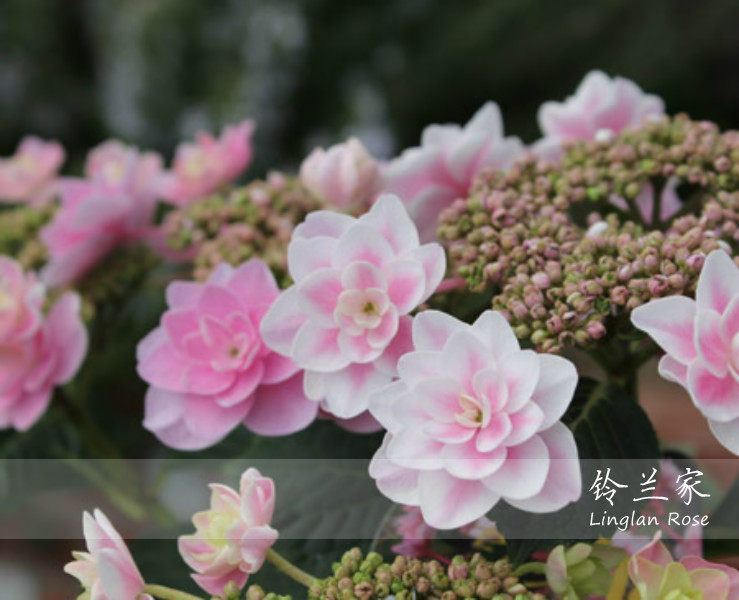 铃兰家 | 雨中曲 绣球花苗 带盆中苗 超美 包对版