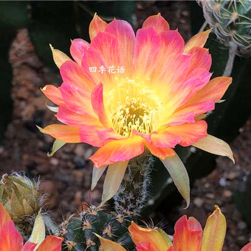 丽花属仙人球龙蛋龙之卵进口经典花色美花球仙人掌科多肉植物