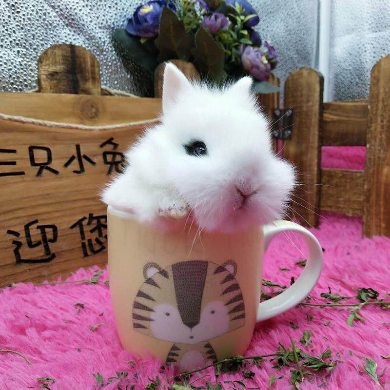 宠物兔子侏儒兔活体迷你 小型海棠兔宝宝凤眼西施兔茶杯兔长不大