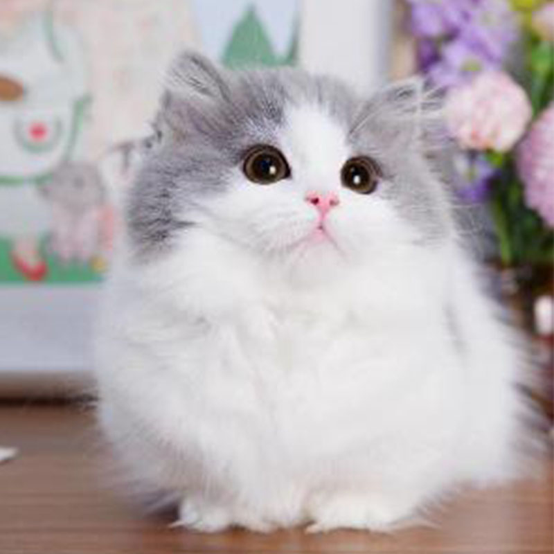 纯正蓝白拿破仑矮脚猫幼短腿小幼猫猫活体长毛宠物训练