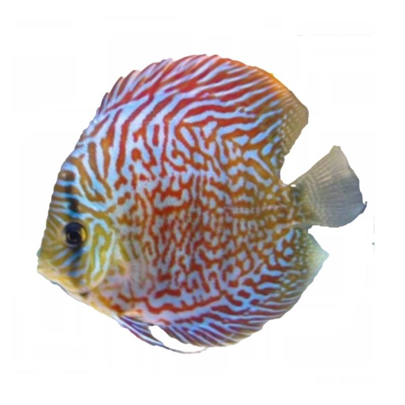 七彩神仙鱼活体豹点热带观赏豹纹鱼苗江浙沪包邮宠鱼