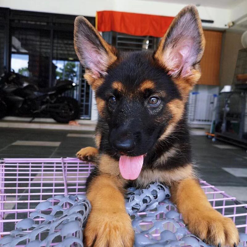 纯种广东犬舍德国牧羊犬幼犬德牧宠物狗训练狼犬宠物训练