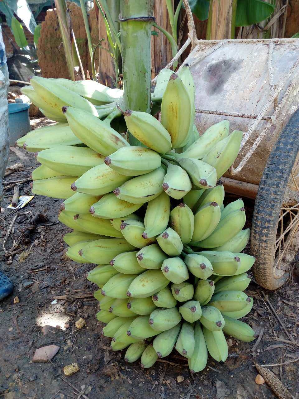 芭蕉新鲜水果大牛酸甜芭焦牛角整箱10斤包邮非香蕉