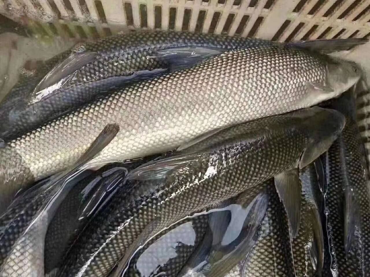 鱼苗淡水优质邮包活体包邮包水银高档淡水鱼大鳞鱼