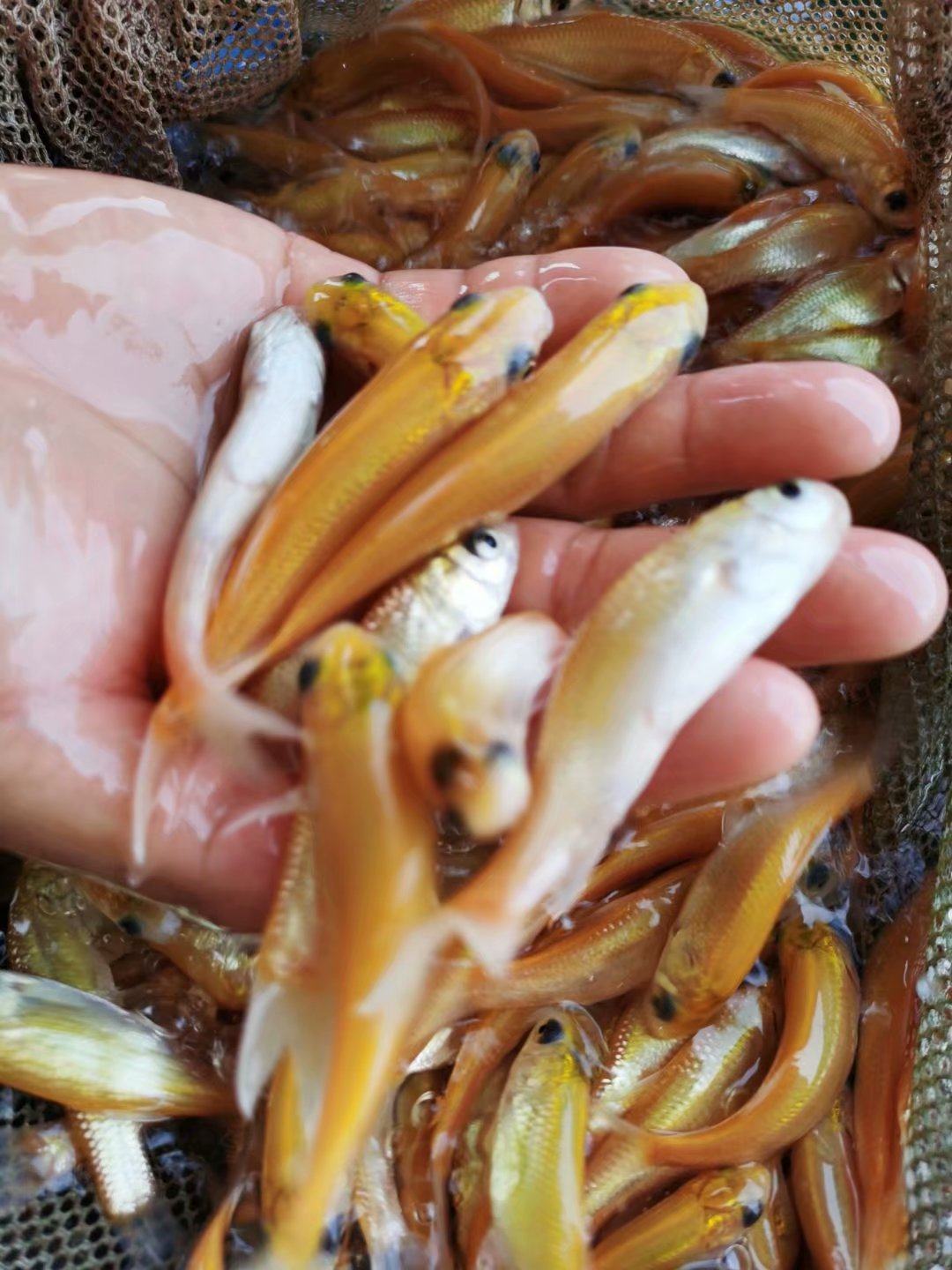 金草鱼草鱼名贵稀有品种俄罗斯淡水鱼活体包邮包邮包鱼