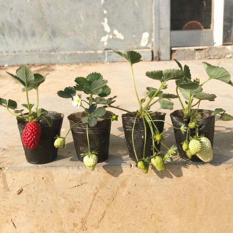 四季盆栽草莓阳台露天食用红颜奶油带盆带土果树