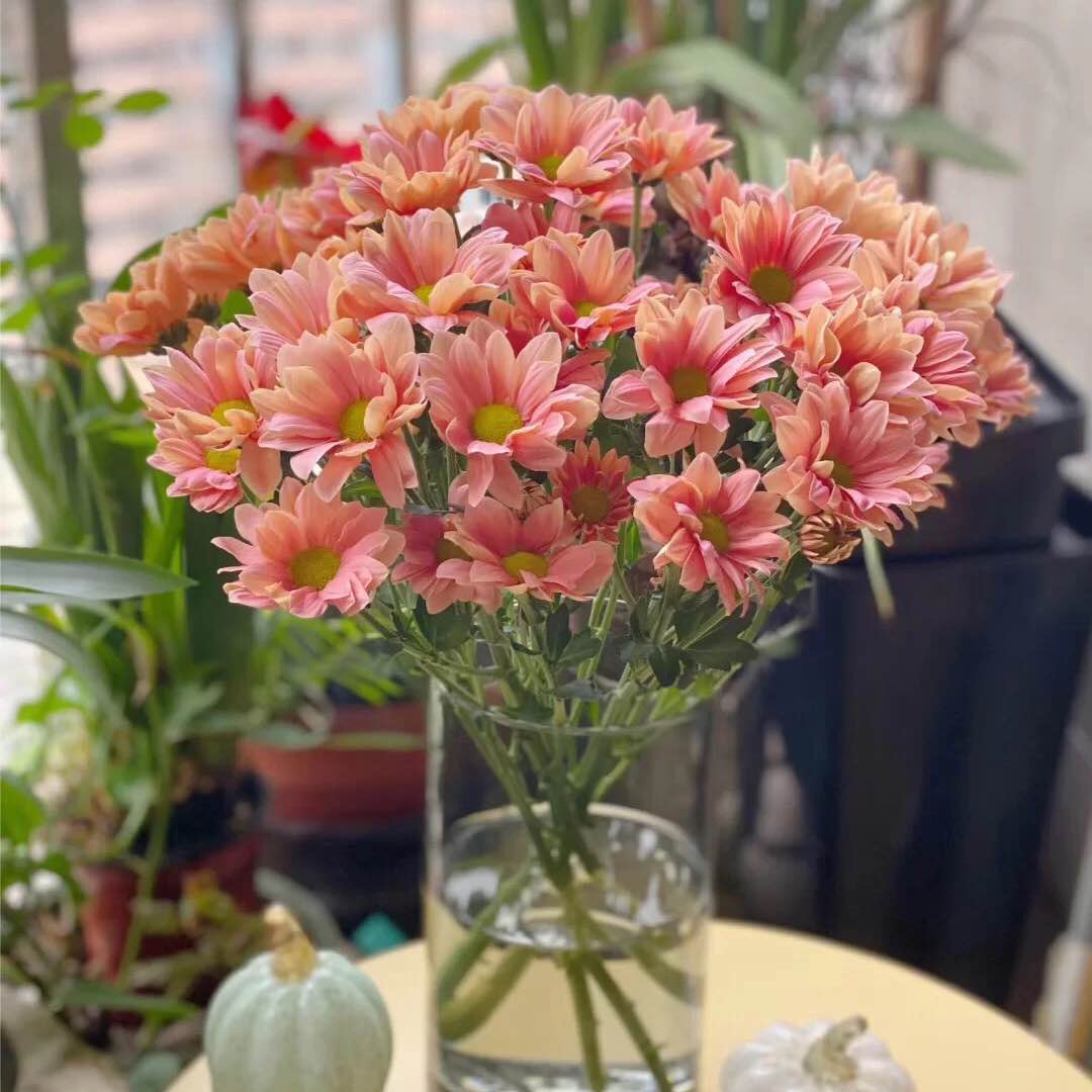 荷兰进口小雏菊三文鱼鲑鱼多头菊花吸色鲜花家庭水养插花空运包邮