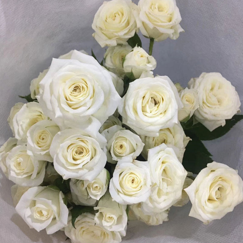 云南昆明鲜花多头玫瑰狂欢迷雾巧克力泡泡蔷薇鲜花速递(同城)