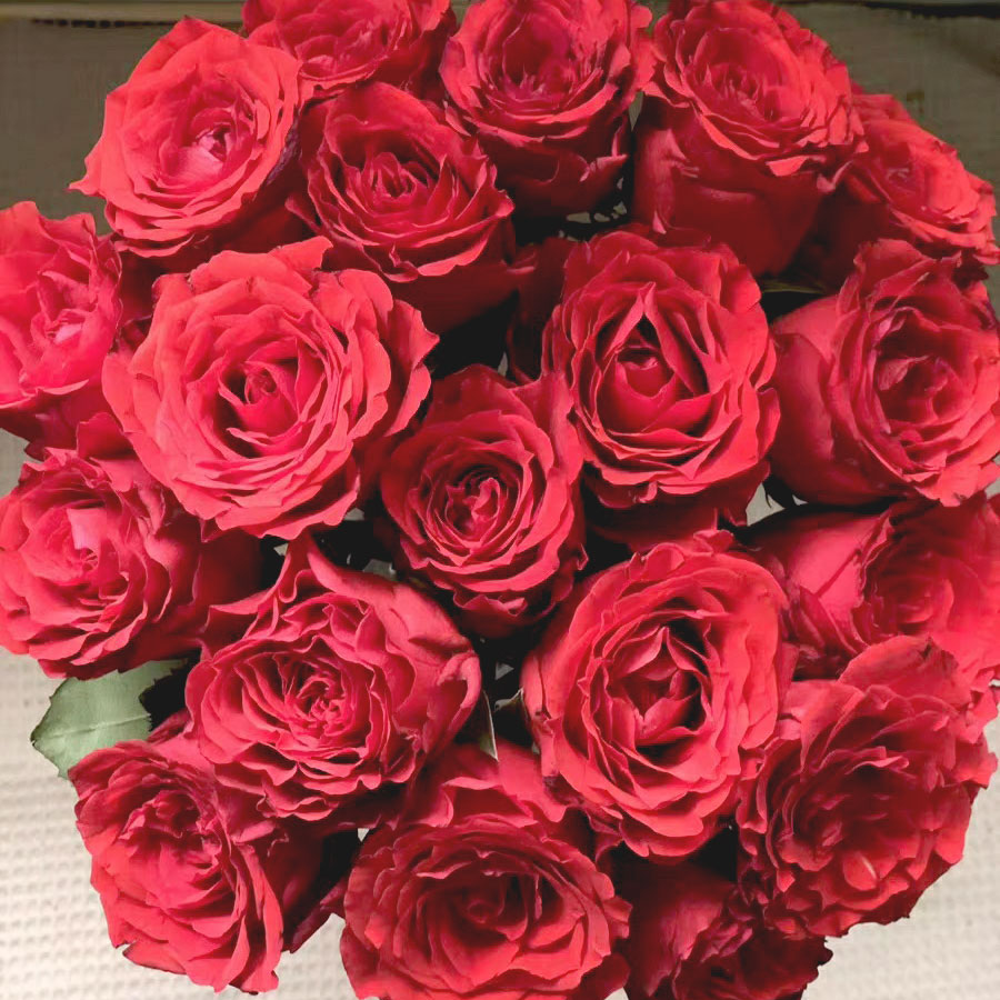 云南昆明鲜花经典红玫瑰卡罗拉一扎20支婚礼求婚鲜花速递同城