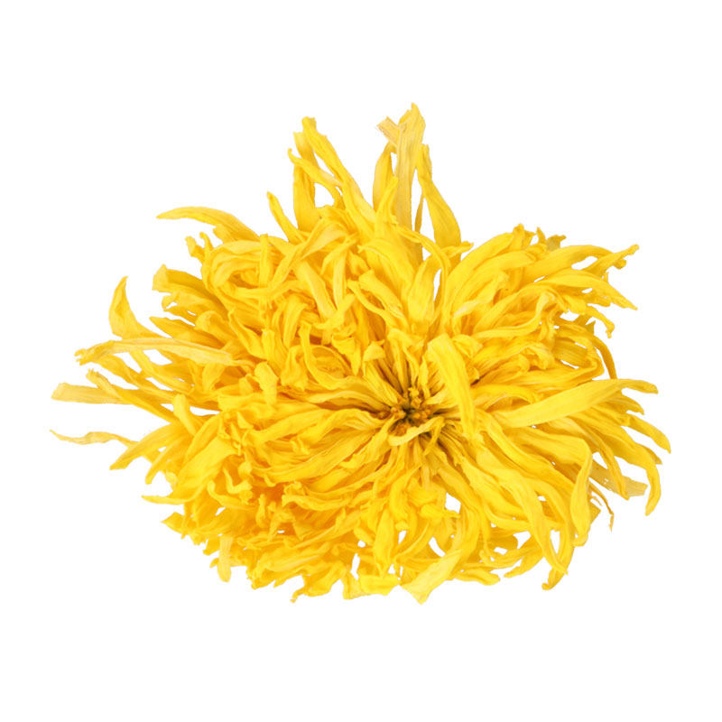 黄金菊花茶金丝皇黄菊大菊花茶胎菊王一朵一杯一泡特级特大朵正品