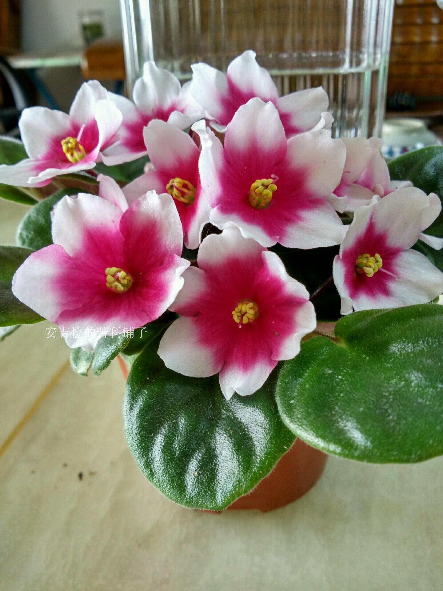 非洲堇紫罗兰saintpaulia 精灵 窗台办公室内植物四季开花喜阴