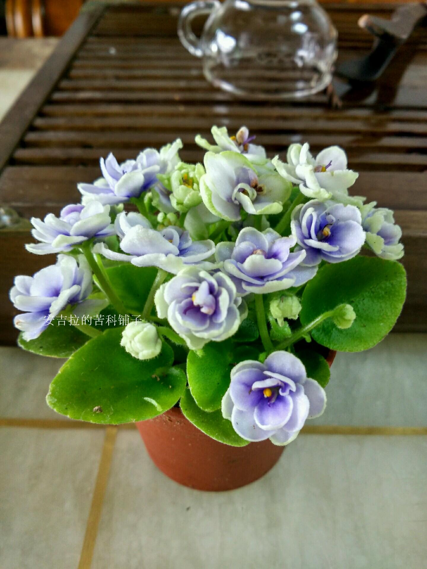 50包邮迷你非洲堇紫罗兰thundersurprise闪电四季开花喜阴植物