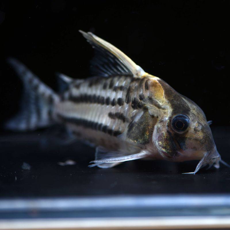 金氏兄弟超级舒瓦茨瓦茨鼠鱼南美野生群游超舒鱼