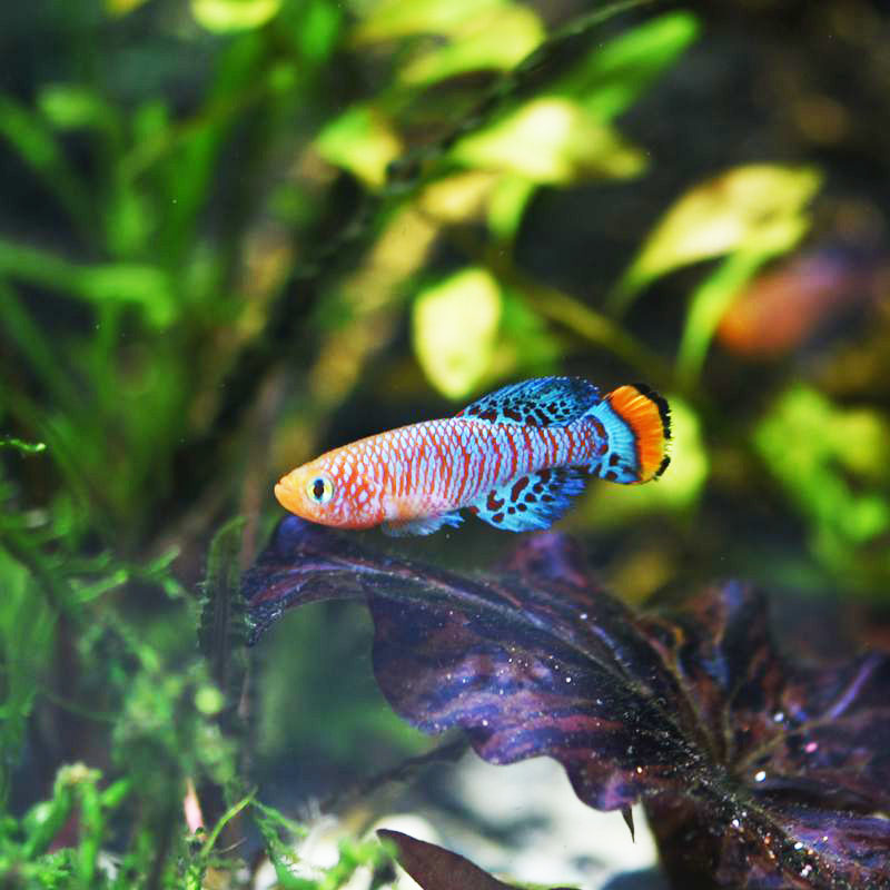 漂亮宝贝鱼 贡氏圆尾鱼活体小型鱼 热带鱼草缸鱼群游鱼鳉鱼观赏鱼