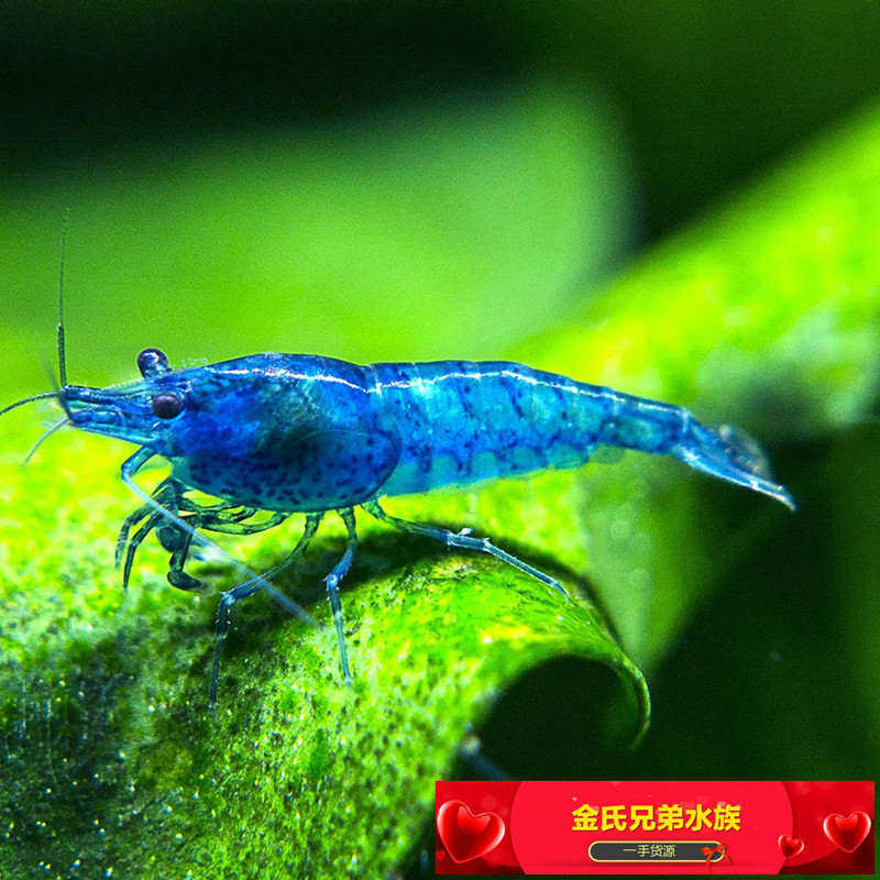水晶虾蓝丝绒天空蓝虾蔚蓝米虾1.2cm台湾蓝丝绒活体小型观赏虾