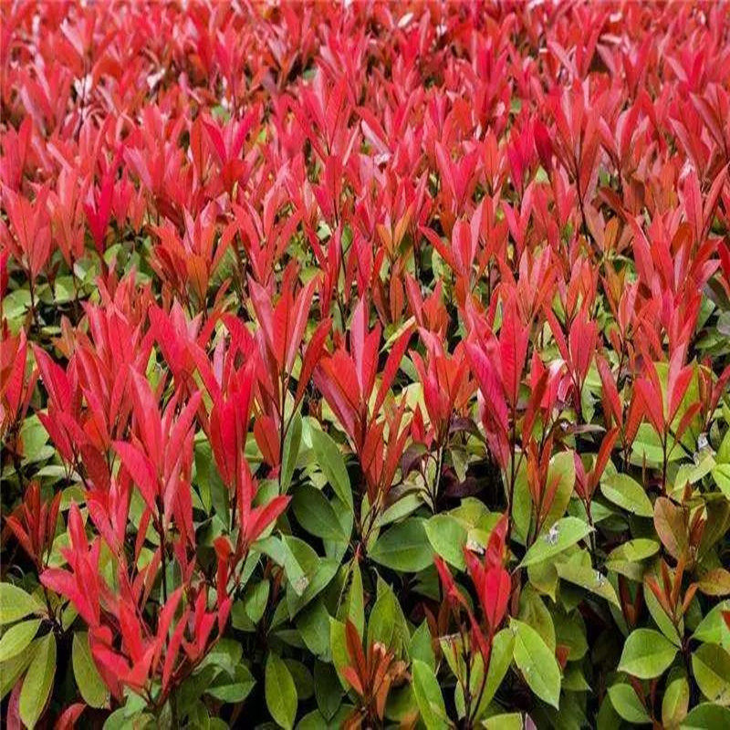 黄杨庭院绿篱植物小叶树苗瓜子红叶石楠苗石楠球观叶