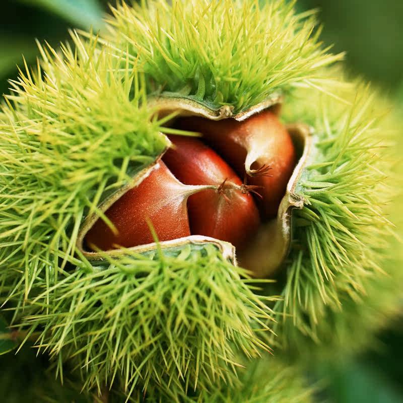 板栗3份送1斤新鲜迁西3斤带壳生栗子新鲜板栗