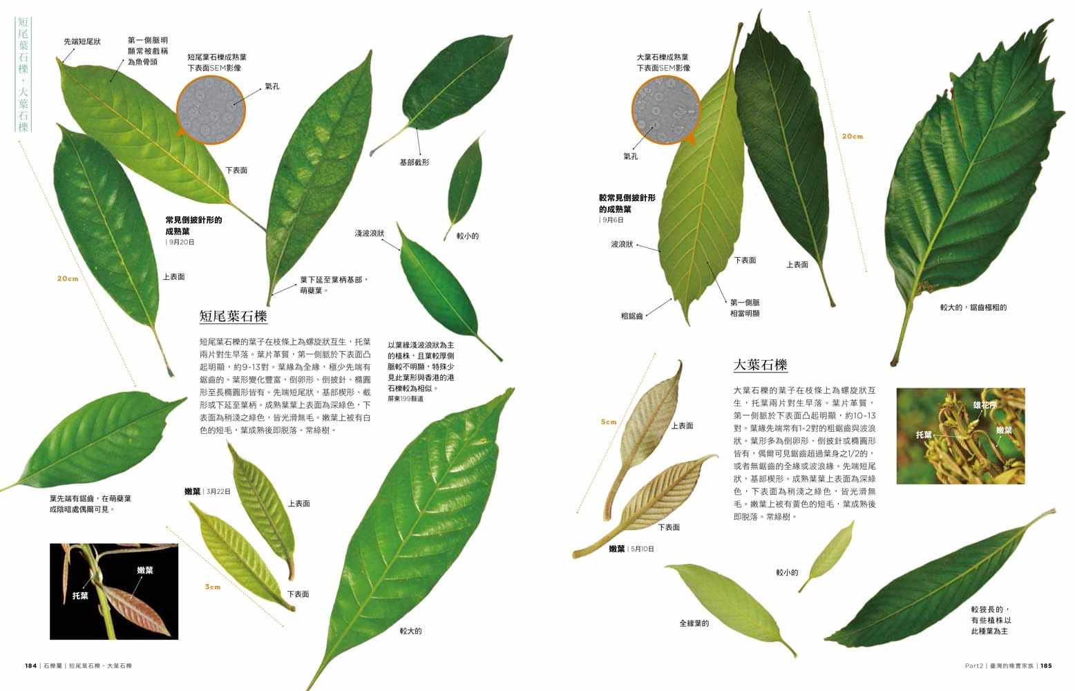 预售林奂庆台湾橡实家族图鉴45种壳斗科植物完整写真麦浩斯原版进口书
