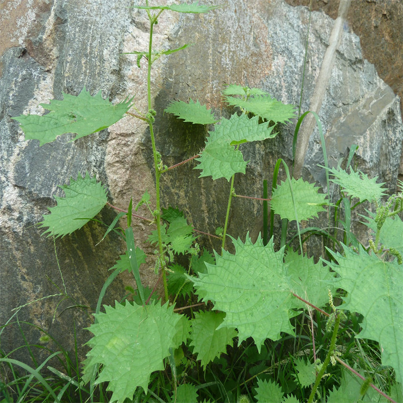 荨麻特价包邮现采现新鲜500克红活麻活火麻草活其他药食同源食品