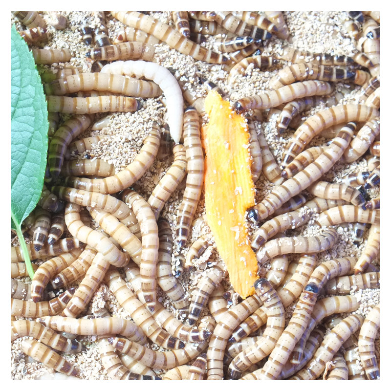 鲜活大麦麦虫活虫500g面包虫子金龙鱼活体饲料爬虫