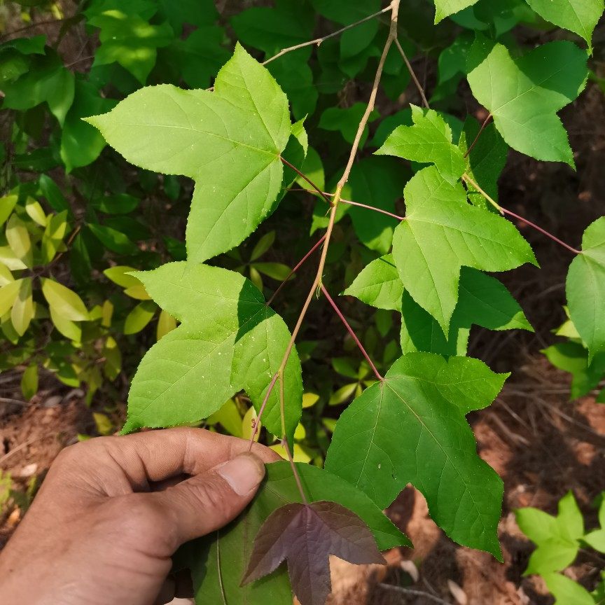 枫叶鲜品500g包邮广西原生态香枫树叶五色糯米其他药食同源食品