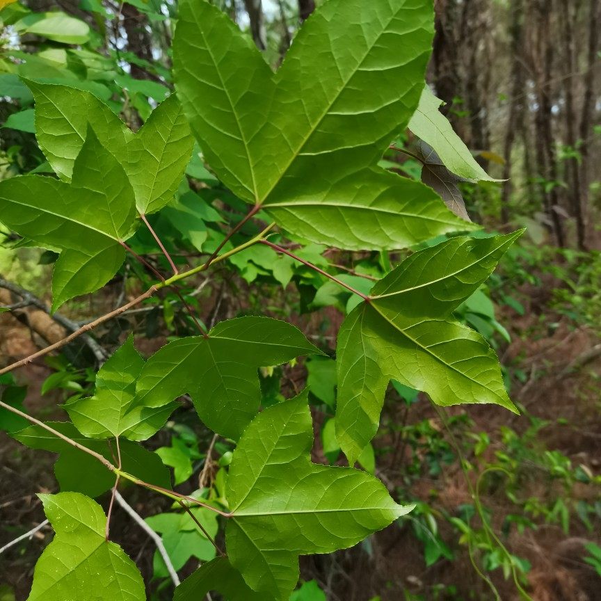 枫叶鲜品500g包邮广西原生态香枫树叶五色糯米其他药食同源食品