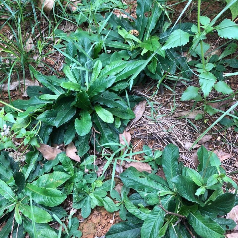 地胆头干货纯头500克包邮野生矮脚铺地丁茄夫坐地其他药食同源食品