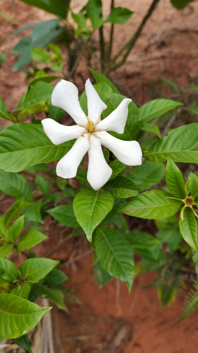 栀子枝子农家黄桅栀根根山子鲜黄枝子果根根黄其他药食同源食品