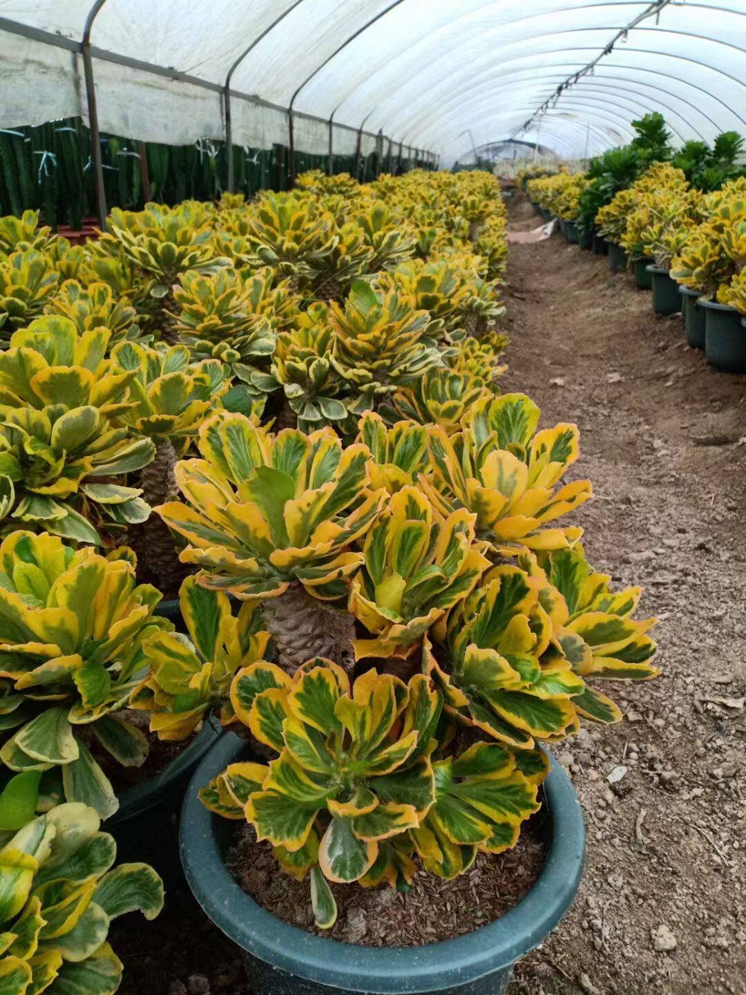 扇贝麒麟沙漠植物好养只活室内室夕外都可以厶养多肉植物