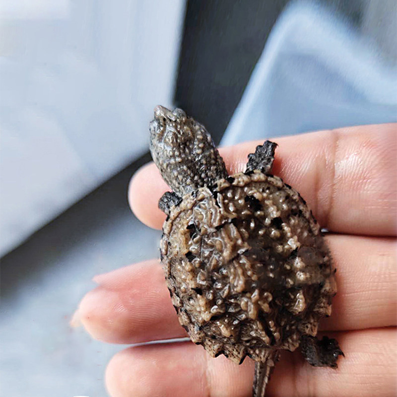 小乌龟活体鳄龟活物北美正宗纯佛大鳄龟爆刺杂龟