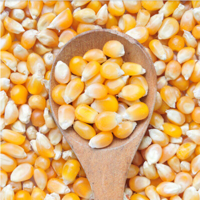 2018山东农家自产玉米粒 干老玉米喂鸡鸭鹅鸽仓鼠宠物饲料5斤包邮