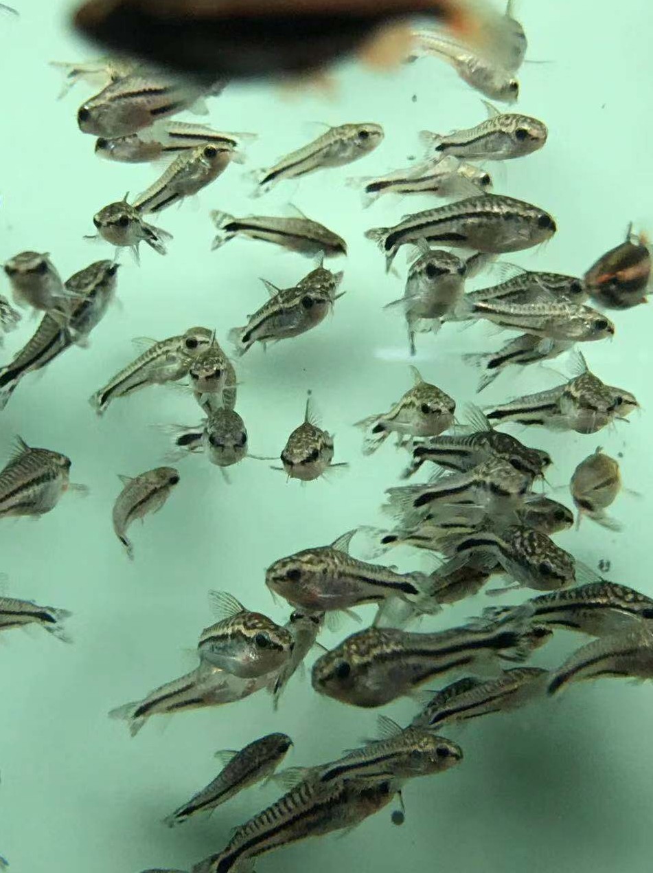 搁浅水族月光鼠精灵鼠娃娃鼠鼠鱼热带鱼草缸新手小型观赏鱼工具鱼