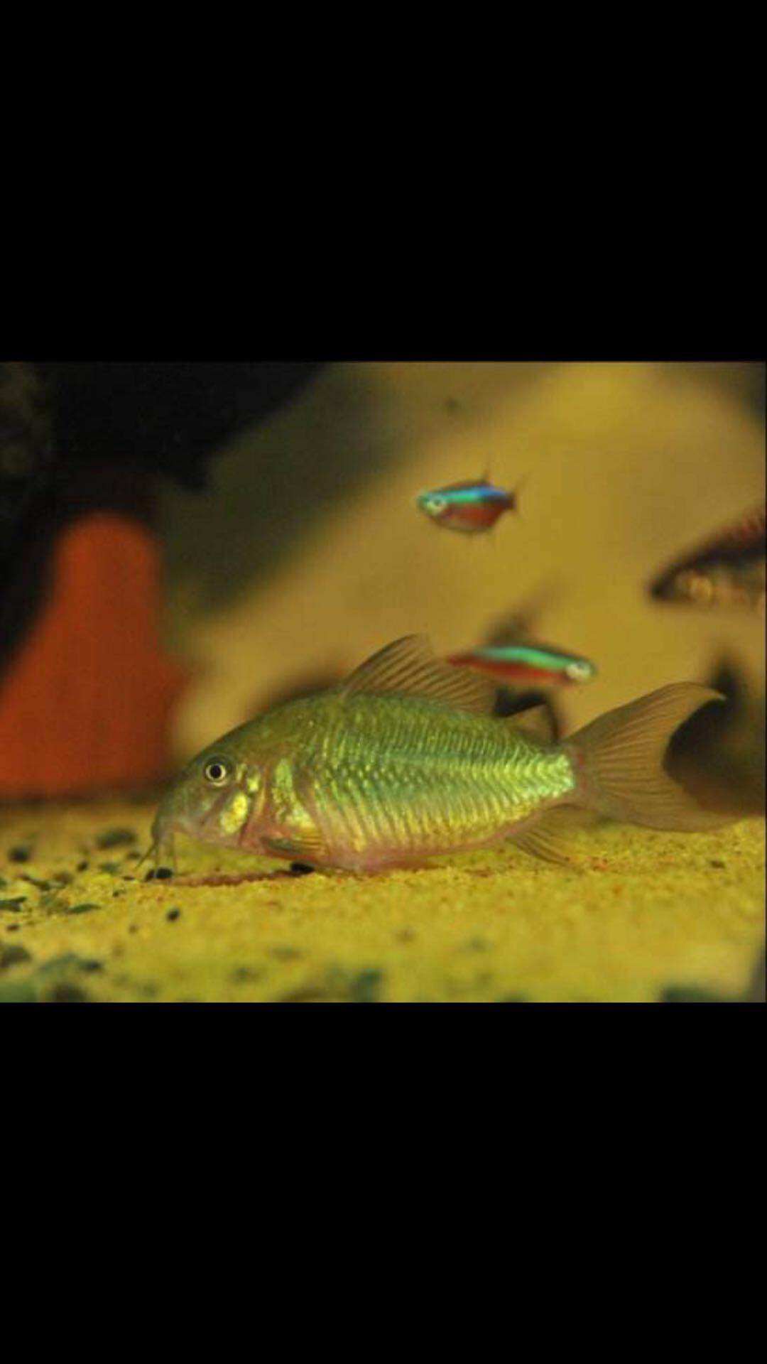 搁浅浅水族长巨无霸鼠鱼热带鱼南美异形草缸造景鱼