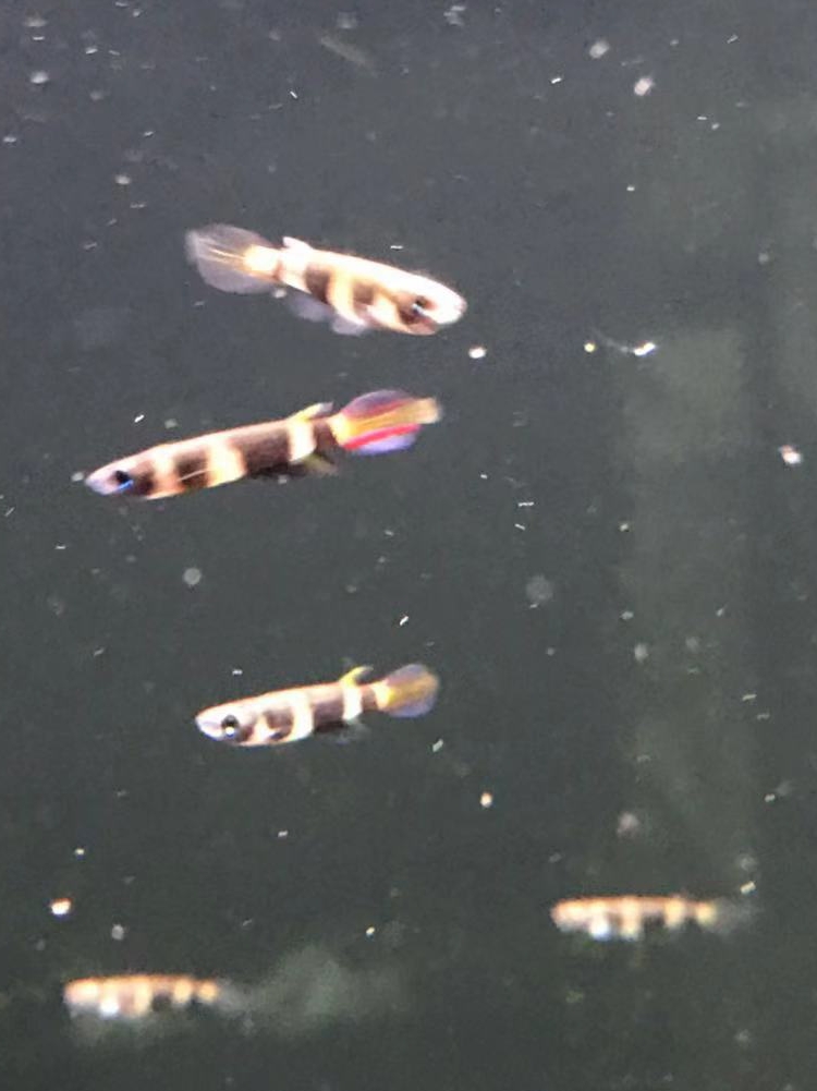 搁浅水族斑节鳉鱼热带鱼鱼草造景新手鱼