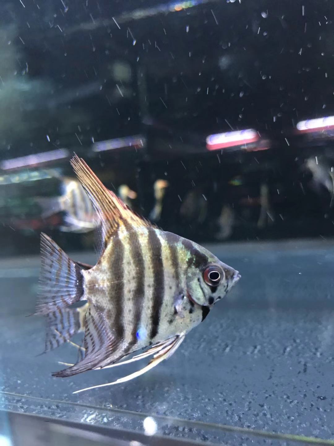搁浅水族蓝魔鬼神仙鱼燕鱼热带鱼南美草缸造景鱼