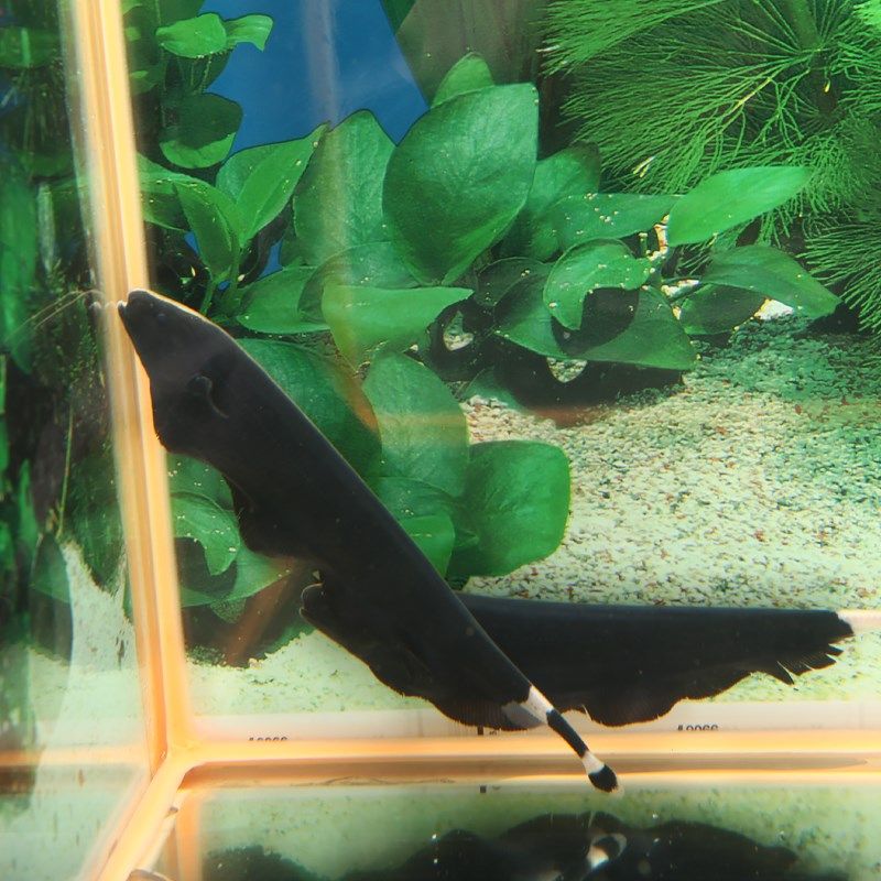 魔鬼刀鱼黑魔鬼魔鬼刀黑羽毛鱼活体鱼热带鱼观赏鱼