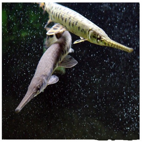 活体长嘴尖嘴鳄黑猛福鳄凶猛鱼热带鱼观赏鱼大型鱼