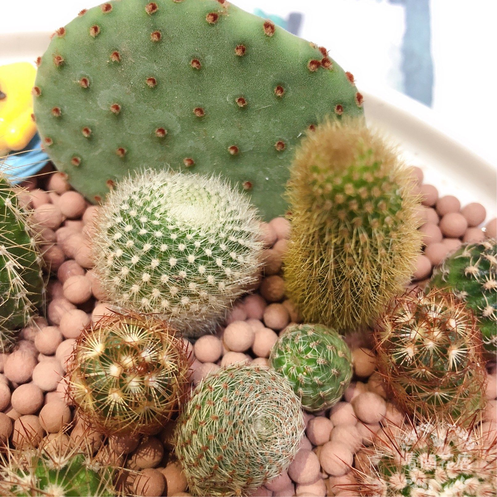 仙人侧芽无根小球套餐迷你你多植物嫁接繁殖多肉植物