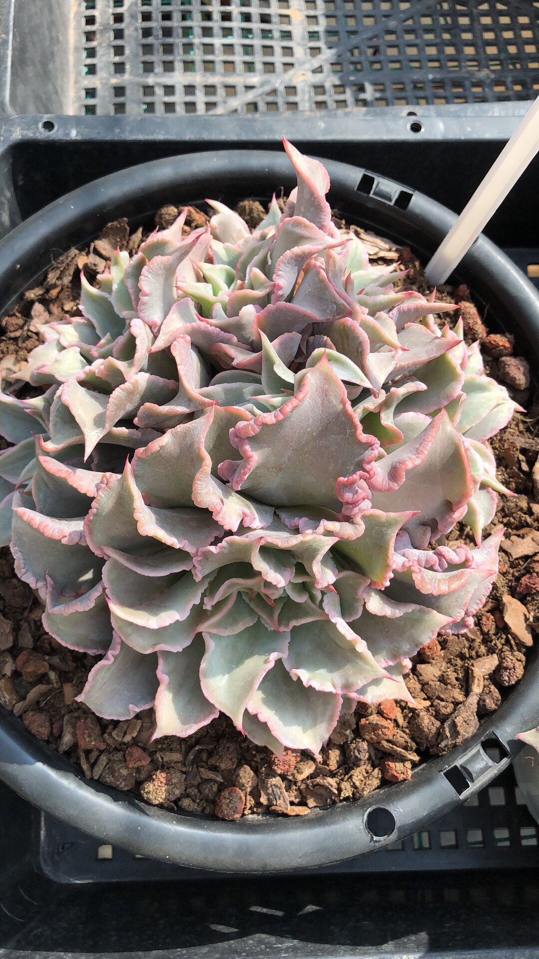 多肉植物单头饺子多肉植物