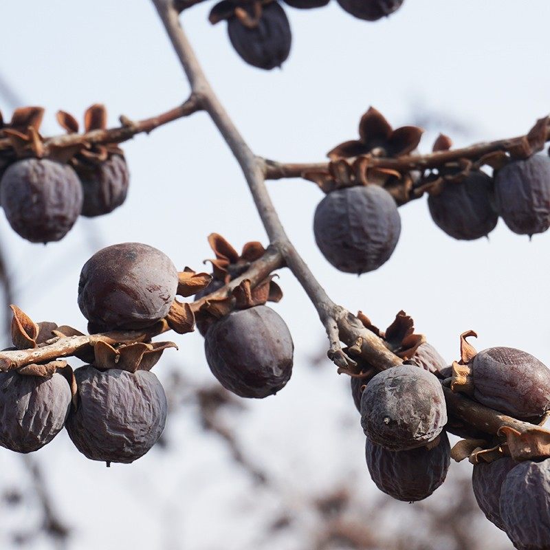 黑枣河北木兰红小野生君迁核野柿子枣类制品