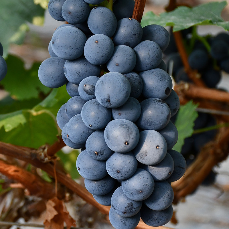 当季黑加仑提子无耔水果孕妇新鲜应当精选黑葡萄葡萄