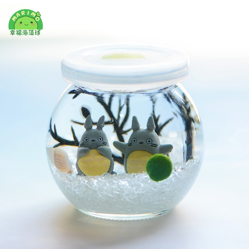 marimo幸福幸福海海藻球微景观生态盆栽迷你水培创意迷你植物