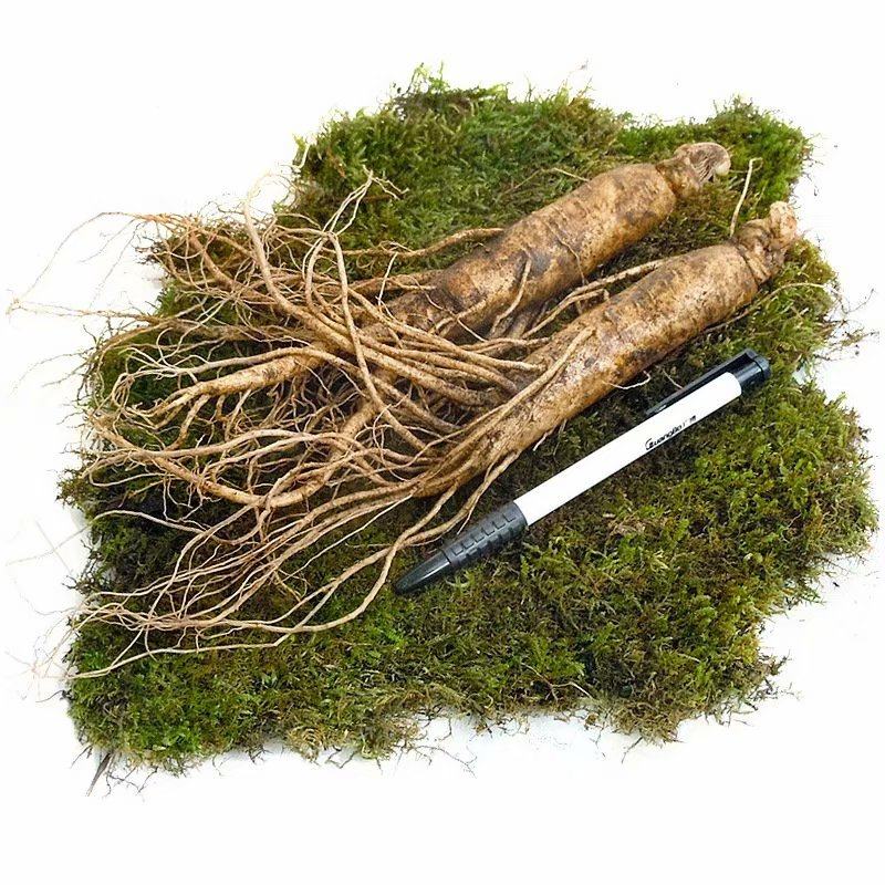 长白山人参生晒参野山参新鲜白参东北特产带土鲜人参1斤8-10支