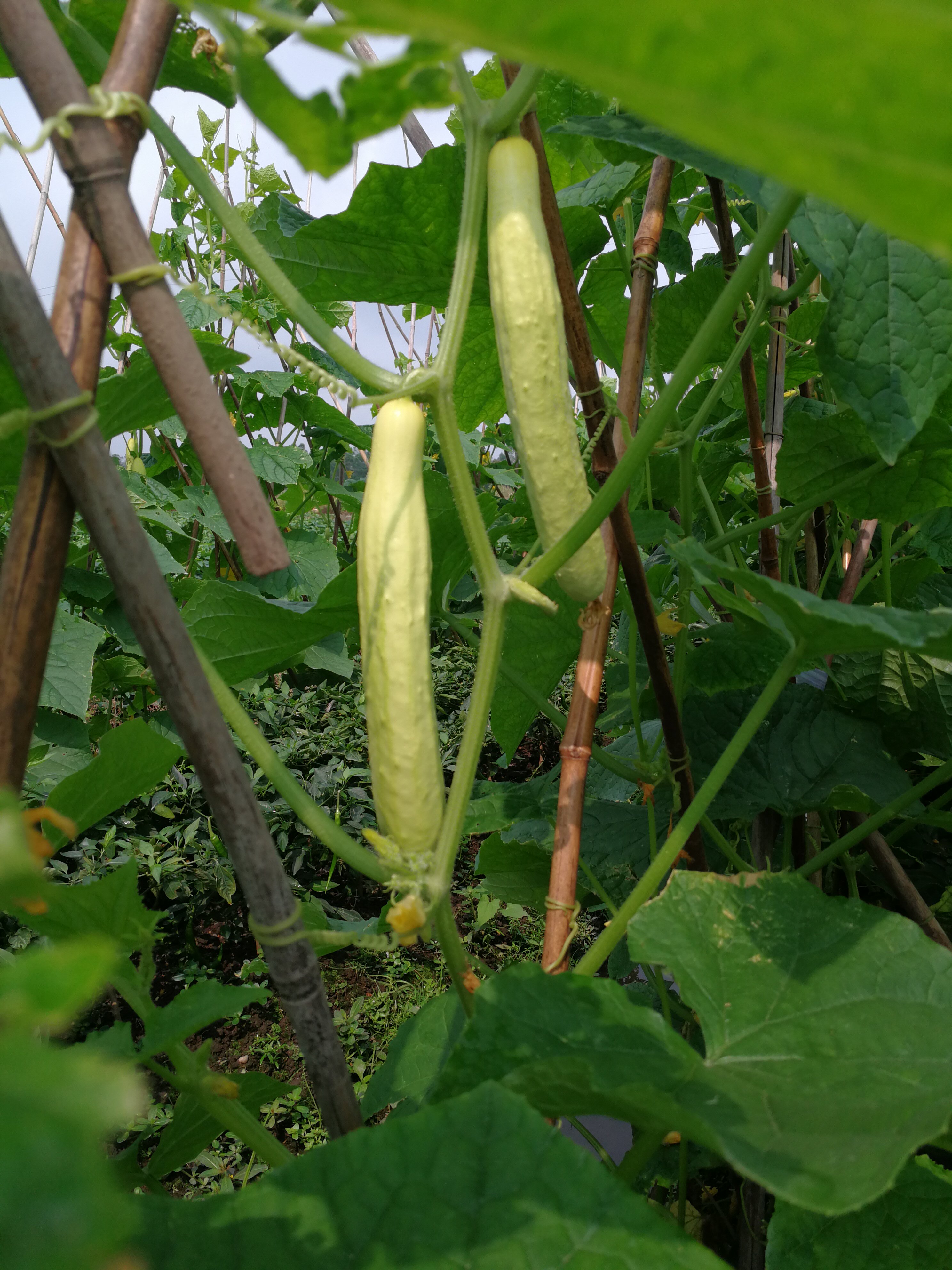湛江廉江水黄瓜水3斤农家自制乡土风味小吃特产特色家常小炒食材