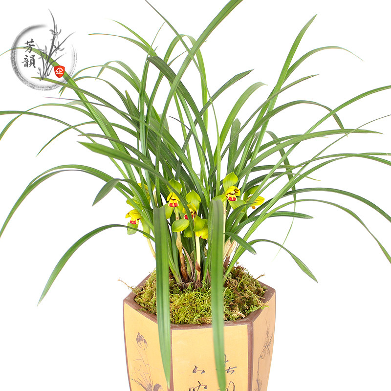 绿荷春兰荷瓣兰花花苗办公桌防辐射甲醛绿植盆栽国兰