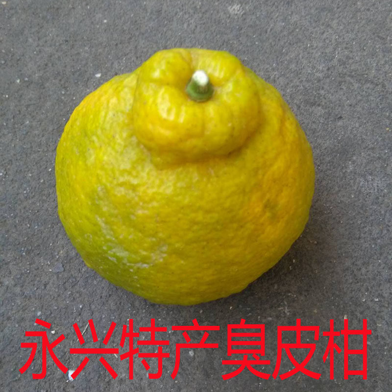 湖南郴州永兴特产臭皮柑丑桔橘厚皮碰柑泡药橙