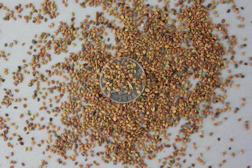 黄花苜蓿苜蓿草草木多年生牧草种子南北方柱花草营养家庭园艺种子