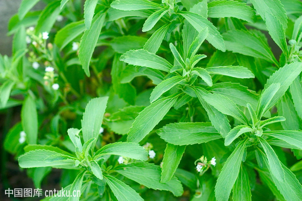 种子甜叶菊甜菊香草甜菊叶花草茶阳台花卉原生纯种家庭园艺种子
