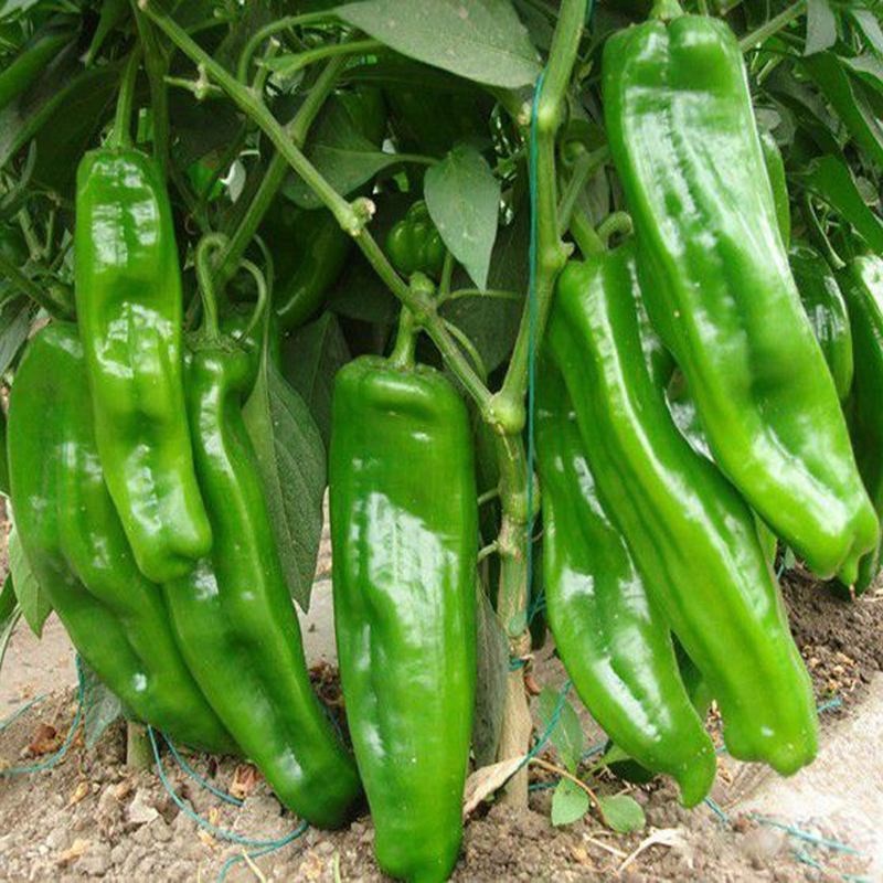 金玉大青椒种子早熟大果抗病高产牛角椒春季辣椒种籽四季蔬菜种孑